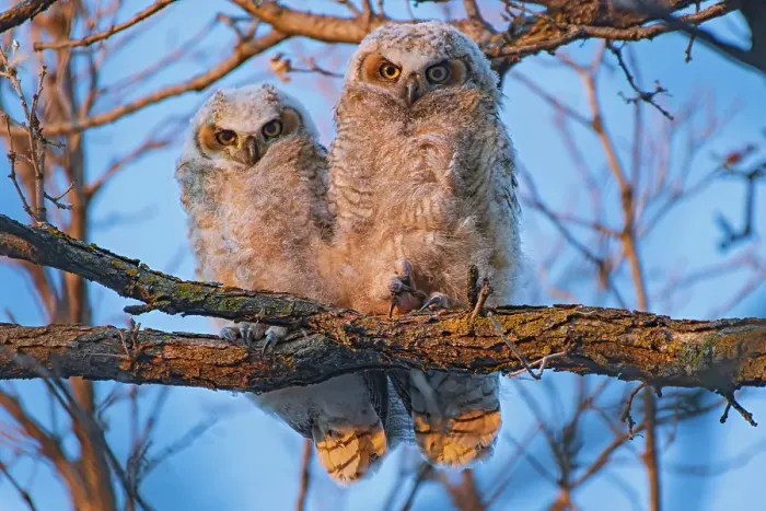 Framed Print : Great horned owllets (Bubo virginianus) perched in deciduous tree at sunset. Bunn's Creek Park. Winnipeg, Manitoba, Canada Framed Print : Great horned owllets (Bubo virginianus) perched in deciduous tree at sunset. Bunn's Creek Park. Winnipeg, Manitoba, Canada