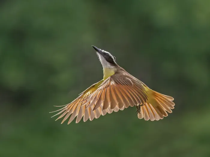 Framed Print : Great Kiskadee (Pitangus sulphuratus), Boca Tapada, Costa Rica