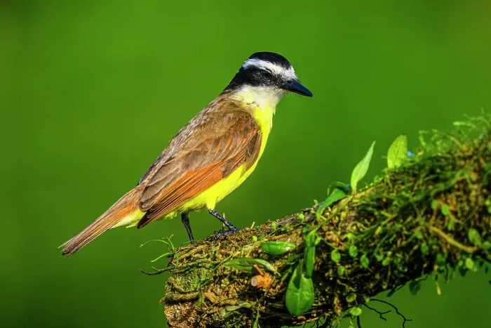 Framed Print : Great kiskadee (Pitangus sulphuratus), Laguna del Lagarto, Alajuela, Costa Rica Framed Print : Great kiskadee (Pitangus sulphuratus), Laguna del Lagarto, Alajuela, Costa Rica