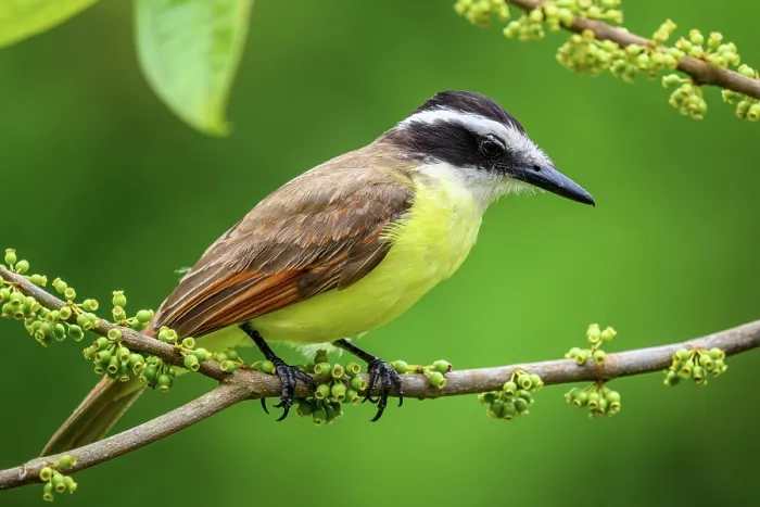 Framed Print : Great kiskadee (Pitangus sulphuratus) Framed Print : Great kiskadee (Pitangus sulphuratus)