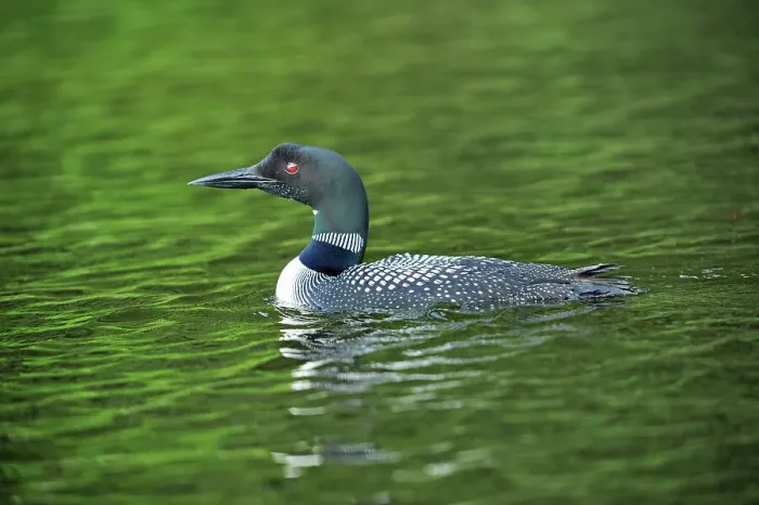 Framed Print : Great northern or common loon Gavia immer on Cassels Lake Temagami, Ontario, Canada Framed Print : Great northern or common loon Gavia immer on Cassels Lake Temagami, Ontario, Canada