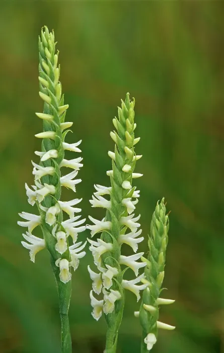 Framed Print : Great Plains Ladies Tresses (Spiranthes magnicamporum) in tall grass prairie (orchid) Tolstoi Tall Grass Prairie Preserve, Manitoba, Canada