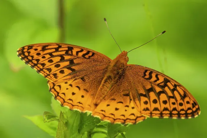 Framed Print : Great Spangled Fritillary (Speyeria cybele), Greater Sudbury, Ontario, Canada Framed Print : Great Spangled Fritillary (Speyeria cybele), Greater Sudbury, Ontario, Canada