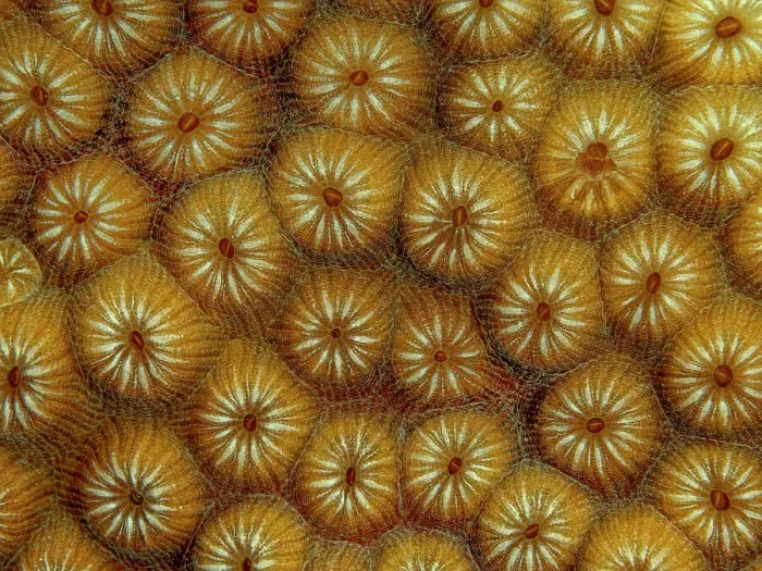 Framed Print : Great Star Coral ((Montastraea cavernosa), Grand Cayman, Cayman Islands, British West Indies Framed Print : Great Star Coral ((Montastraea cavernosa), Grand Cayman, Cayman Islands, British West Indies