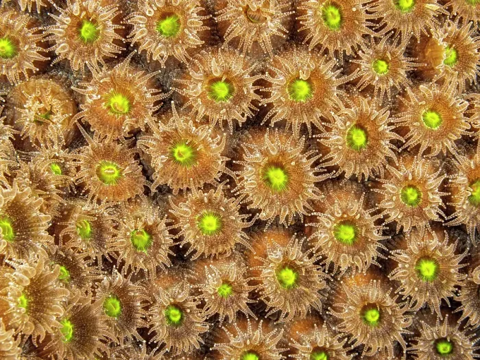 Framed Print : Great Star Coral (Montastraea cavernosa) with polyps extended while feeding at night, Grand Cayman, Cayman Islands, British West Indies