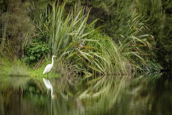 Framed Print : Great White Heron or Kotuku (Ardea alba) on the banks of Okarito Lagoon on the West Coast of South Island, New Zealand. Autumn (May) 2025 Framed Print : Great White Heron or Kotuku (Ardea alba) on the banks of Okarito Lagoon on the West Coast of South Island, New Zealand. Autumn (May) 2025