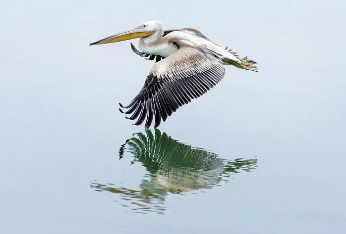 Framed Print : Great white Pelican in flight over Lake Kerkini, Northern Greece Framed Print : Great white Pelican in flight over Lake Kerkini, Northern Greece