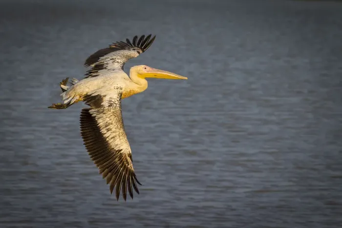 Framed Print : Great white pelican in flight over Wafwa Lagoon, South Luangwa National Park, Zambia