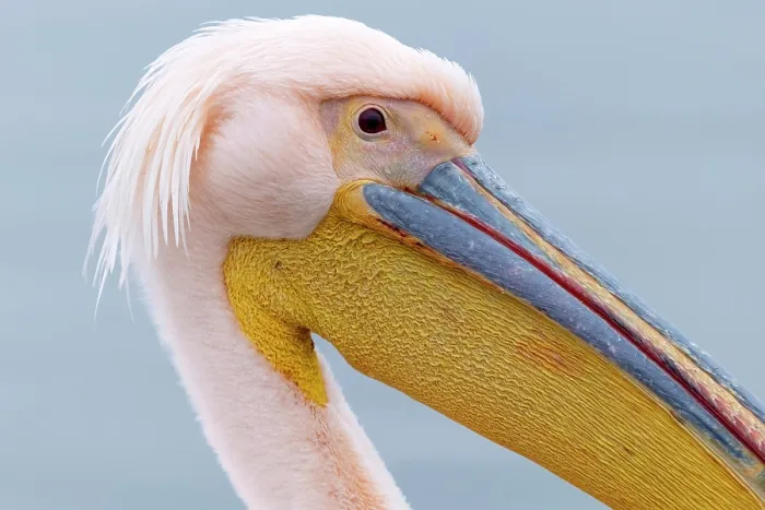 Framed Print : Great white pelican (Pelecanus onocrotalus), Lake Kerkini, Northern Greece Framed Print : Great white pelican (Pelecanus onocrotalus), Lake Kerkini, Northern Greece