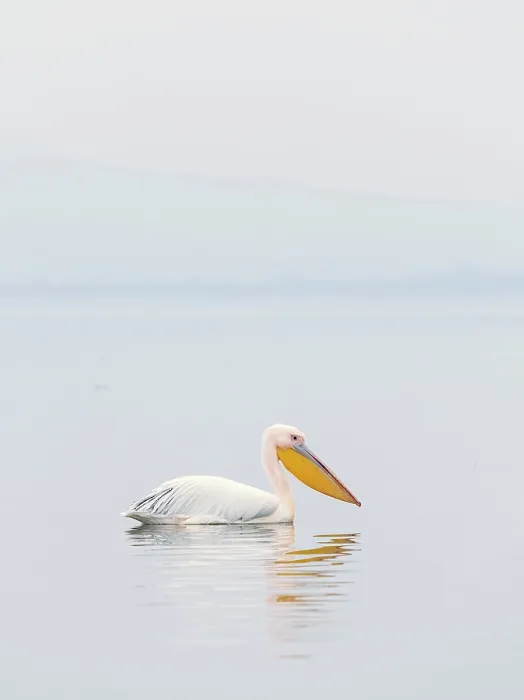 Framed Print : Great white pelican (Pelecanus onocrotalus), Lake Kerkini, Northern Greece Framed Print : Great white pelican (Pelecanus onocrotalus), Lake Kerkini, Northern Greece