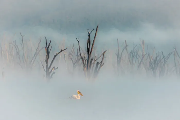 Framed Print : great white pelican (Pelecanus onocrotalus) in Lake Nakuru National Park, Kenya