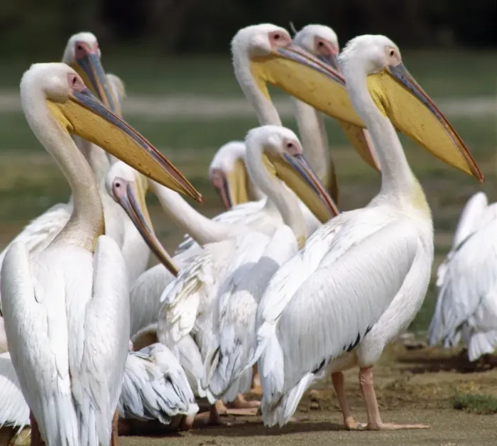Framed Print : Great White Pelicans (Pelecanus onocrotalus) at Amboseli