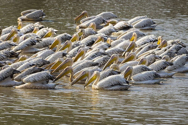 Great white pelicans in Wafwa Lagoon, South Luangwa National Park, Zambia