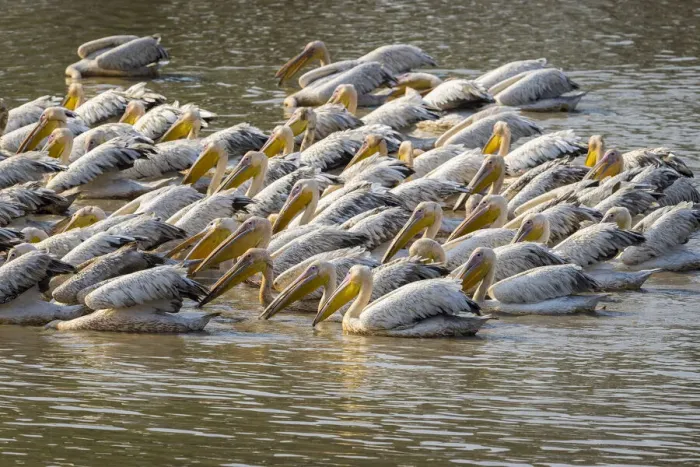 Framed Print : Great white pelicans in Wafwa Lagoon, South Luangwa National Park, Zambia Framed Print : Great white pelicans in Wafwa Lagoon, South Luangwa National Park, Zambia