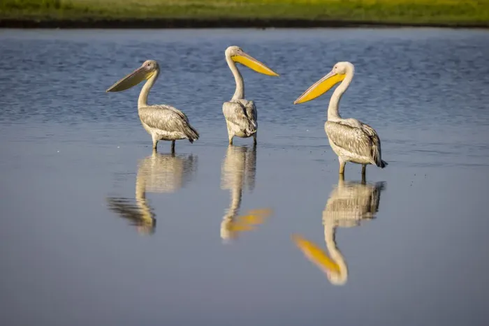 Framed Print : Great white pelicans in waterhole, Liuwa Plain National Park, Zambia Framed Print : Great white pelicans in waterhole, Liuwa Plain National Park, Zambia