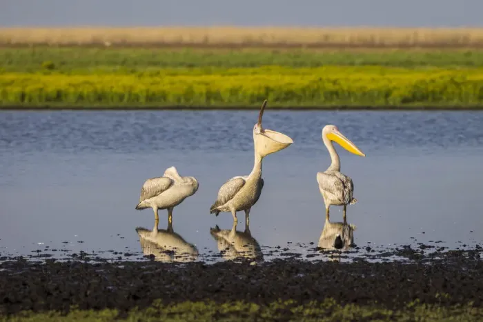 Framed Print : Great white pelicans in waterhole, Liuwa Plain National Park, Zambia Framed Print : Great white pelicans in waterhole, Liuwa Plain National Park, Zambia