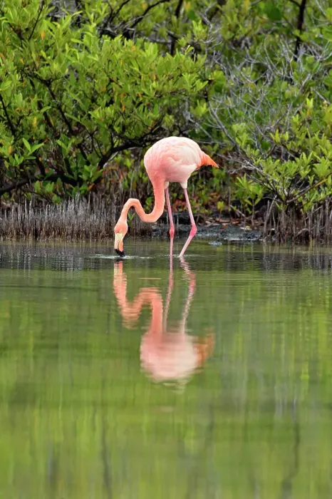 Framed Print : Greater Flamingo (Phoenicopterus roseus), Galapagos Islands National Park, Santa Cruz Is. Las Bachas Beach, Ecuador Framed Print : Greater Flamingo (Phoenicopterus roseus), Galapagos Islands National Park, Santa Cruz Is. Las Bachas Beach, Ecuador