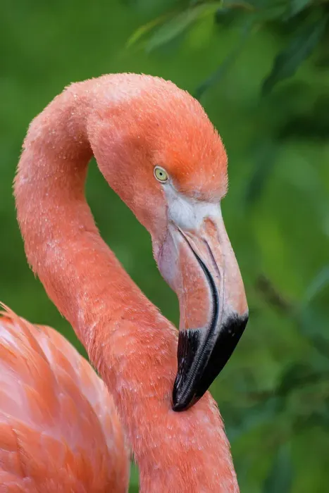 Framed Print : Greater Flamingo (Phoenicopterus roseus) - captive, Ontario, Canada Framed Print : Greater Flamingo (Phoenicopterus roseus) - captive, Ontario, Canada