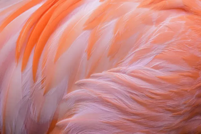 Framed Print : Greater Flamingo (Phoenicopterus roseus) - captive, Ontario, Canada