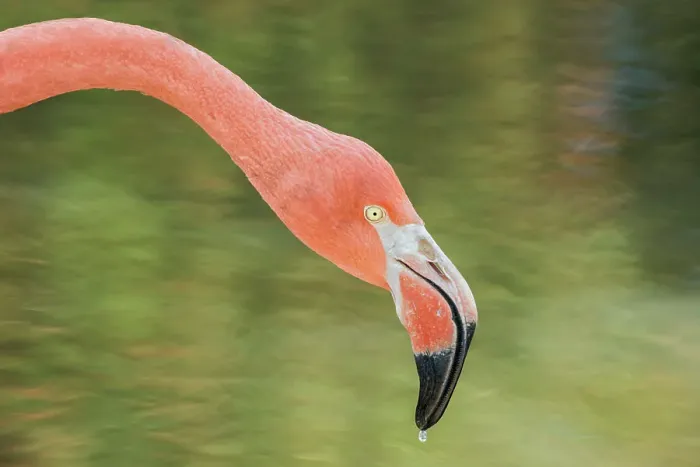 Framed Print : Greater Flamingo (Phoenicopterus roseus) - captive Framed Print : Greater Flamingo (Phoenicopterus roseus) - captive