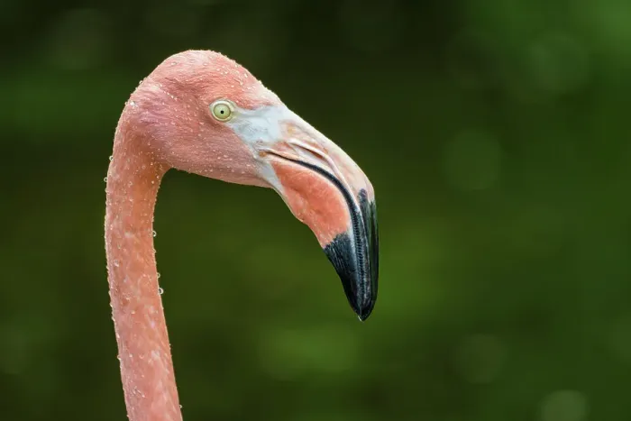 Framed Print : Greater Flamingo (Phoenicopterus roseus) - captive Framed Print : Greater Flamingo (Phoenicopterus roseus) - captive