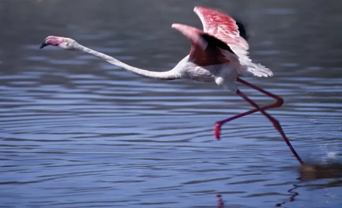 Framed Print : A greater flamingo takes off from the alkaline waters of Lake Bogoria
