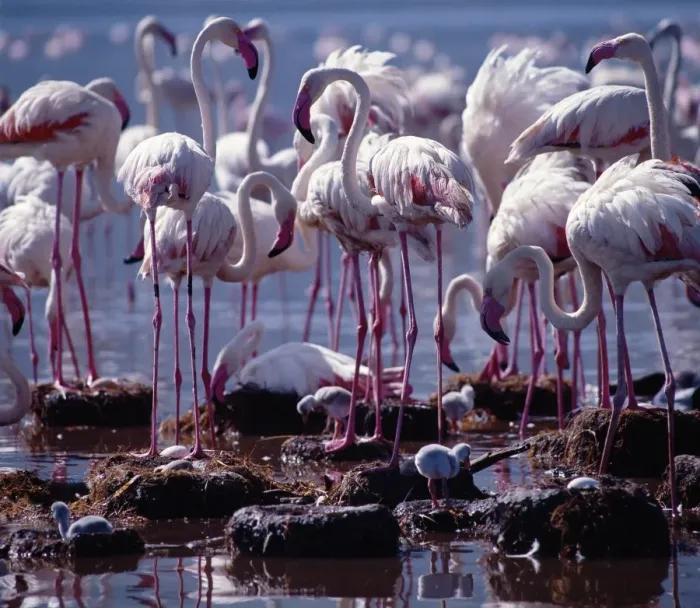 Framed Print : Greater flamingos Framed Print : Greater flamingos