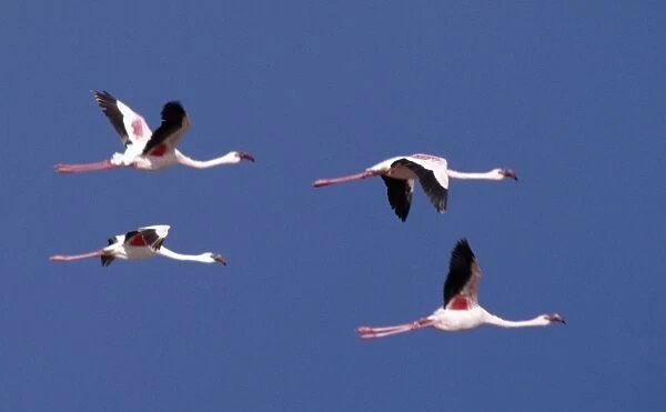 Greater flamingos in flight over Lake Turkana