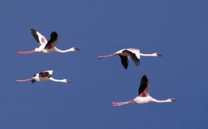 Framed Print : Greater flamingos in flight over Lake Turkana Framed Print : Greater flamingos in flight over Lake Turkana