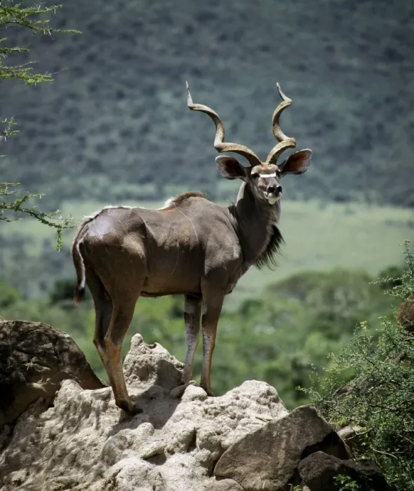 Framed Print : Greater Kudu Bull Framed Print : Greater Kudu Bull