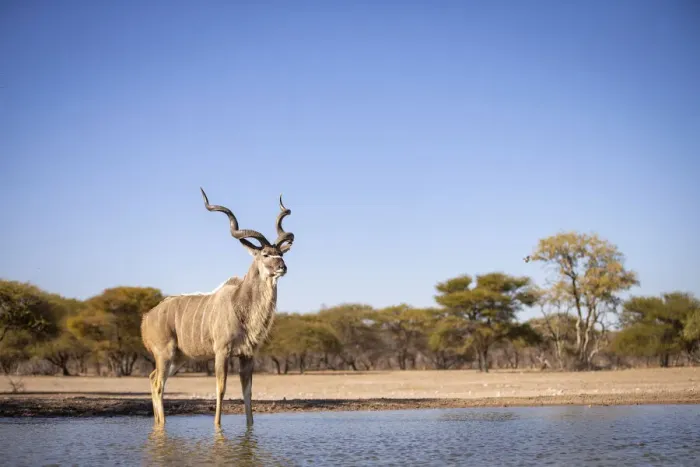 Framed Print : Greater Kudu, Kalahari Desert, Botswana Framed Print : Greater Kudu, Kalahari Desert, Botswana