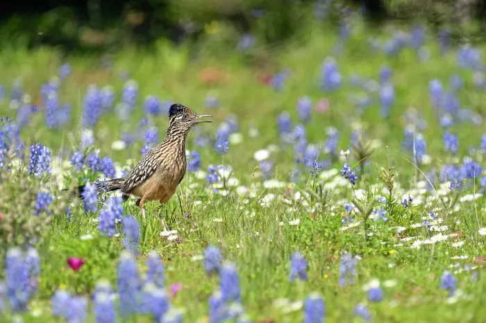 Framed Print : Greater roadrunner (Geococcyx californianus), Threadgill Creek Road, Mason County, Texas, USA Framed Print : Greater roadrunner (Geococcyx californianus), Threadgill Creek Road, Mason County, Texas, USA
