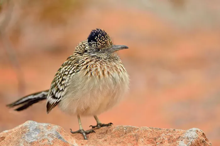 Framed Print : Greater roadrunner, hunting, Valley of Fire State Park, Nevada, USA