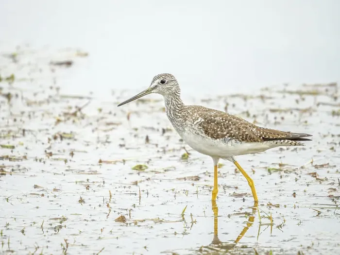 Framed Print : Greater Yellow Legs (Tringa melanoleuca), Grand Cayman, Cayman Islands, BWI Framed Print : Greater Yellow Legs (Tringa melanoleuca), Grand Cayman, Cayman Islands, BWI