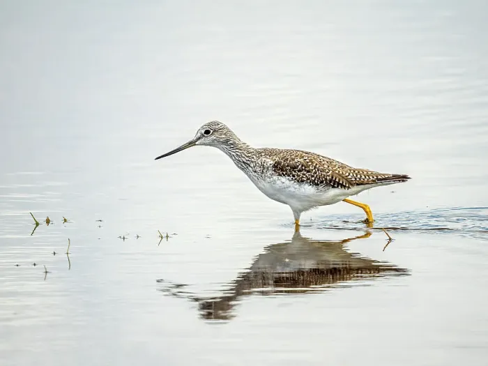 Framed Print : Greater Yellow Legs (Tringa melanoleuca), Grand Cayman, Cayman Islands, BWI Framed Print : Greater Yellow Legs (Tringa melanoleuca), Grand Cayman, Cayman Islands, BWI