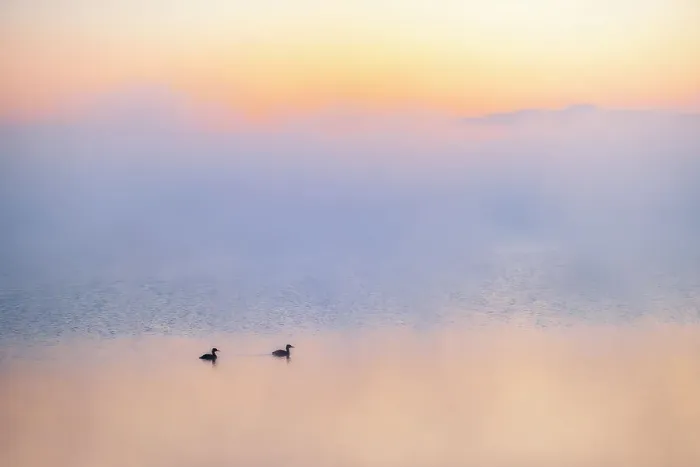 Framed Print : Grebes in morning fog on Sturgeon Lake Near Valleyview, Alberta, Canada Framed Print : Grebes in morning fog on Sturgeon Lake Near Valleyview, Alberta, Canada
