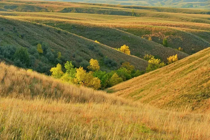 Framed Print : Green ash trees in the coulees in autumn colour, Fort Peck Indian Reservation, Montana, USA Framed Print : Green ash trees in the coulees in autumn colour, Fort Peck Indian Reservation, Montana, USA