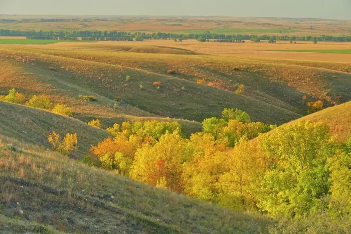 Framed Print : Green ash trees in the coulees in autumn colour, Fort Peck Indian Reservation, Montana, USA Framed Print : Green ash trees in the coulees in autumn colour, Fort Peck Indian Reservation, Montana, USA