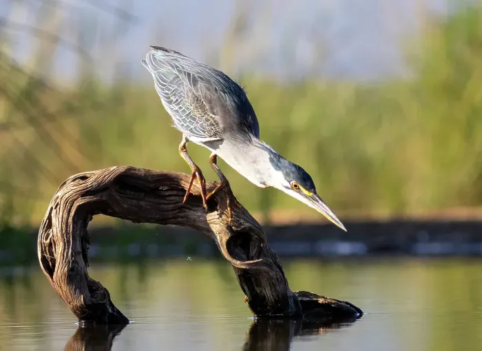 Framed Print : Green-backed heron on perch, looking for fish, Zimanga Private Game Reserve, Natal, South Africa Framed Print : Green-backed heron on perch, looking for fish, Zimanga Private Game Reserve, Natal, South Africa
