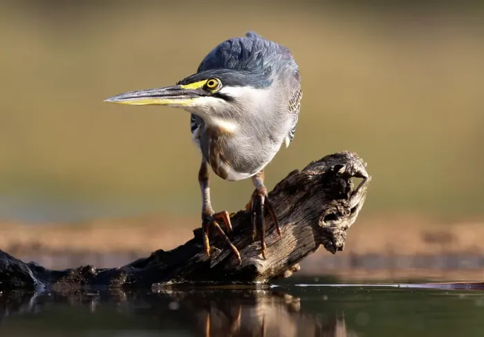 Framed Print : Green-backed heron on perch, looking for fish, Zimanga Private Game Reserve, Natal, South Africa Framed Print : Green-backed heron on perch, looking for fish, Zimanga Private Game Reserve, Natal, South Africa