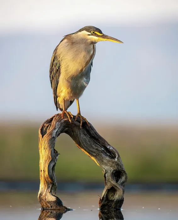 Framed Print : Green-backed heron on perch, Zimanga Private Game Reserve, Natal, South Africa Framed Print : Green-backed heron on perch, Zimanga Private Game Reserve, Natal, South Africa