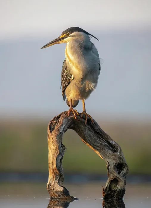 Framed Print : Green-backed heron on perch, Zimanga Private Game Reserve, Natal, South Africa Framed Print : Green-backed heron on perch, Zimanga Private Game Reserve, Natal, South Africa