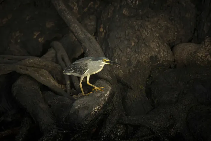 Framed Print : Green-backed Heron or Striated Heron (Butorides striatus atricapillus) eating frog Framed Print : Green-backed Heron or Striated Heron (Butorides striatus atricapillus) eating frog