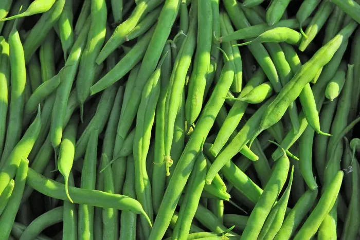 Framed Print : Green beans at farmer's market Winnipeg, Manitoba, Canada Framed Print : Green beans at farmer's market Winnipeg, Manitoba, Canada