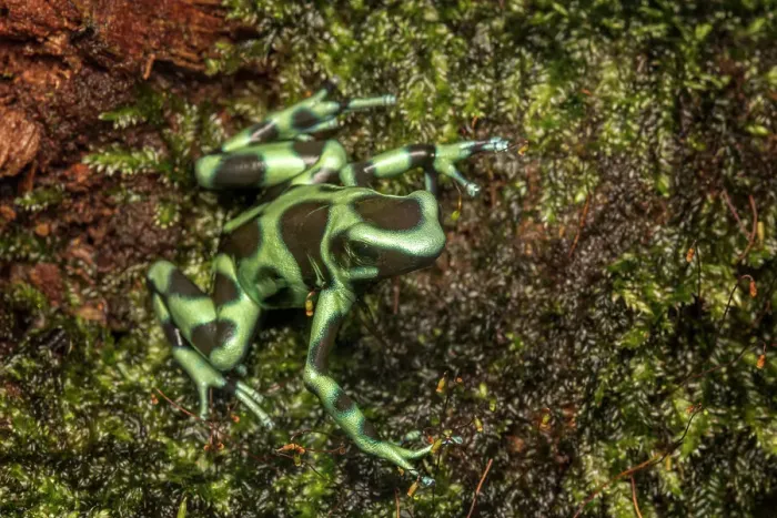 Framed Print : Green and Black Dart Frog (Dendrobates auratus), Costa Rica Framed Print : Green and Black Dart Frog (Dendrobates auratus), Costa Rica