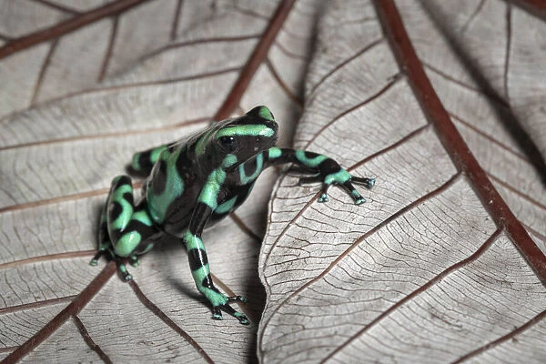 Green and black poison dart frog (Dendrobates auratus), Lowland rainforest, Costa Rica