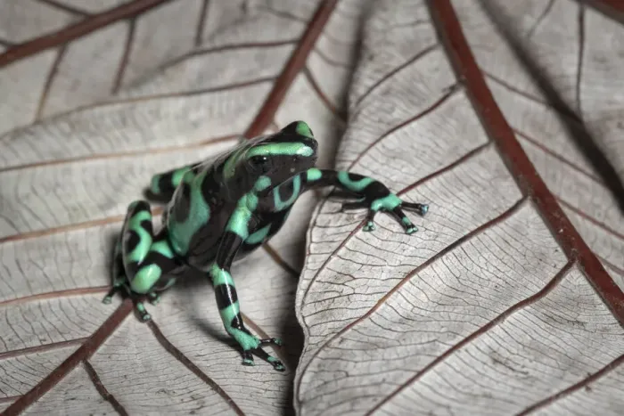 Framed Print : Green and black poison dart frog (Dendrobates auratus), Lowland rainforest, Costa Rica Framed Print : Green and black poison dart frog (Dendrobates auratus), Lowland rainforest, Costa Rica
