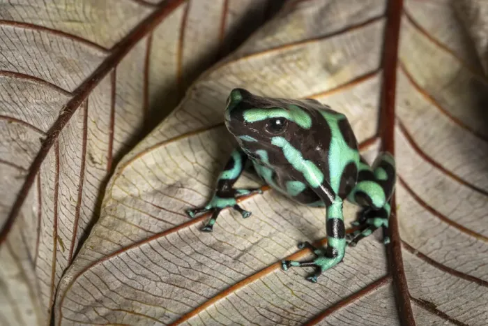 Framed Print : Green and black poison dart frog (Dendrobates auratus), Lowland rainforest, Costa Rica