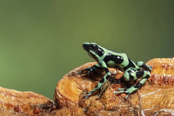 Green and black poison dart frog (Dendrobates auratus), Lowland rainforest, Costa Rica