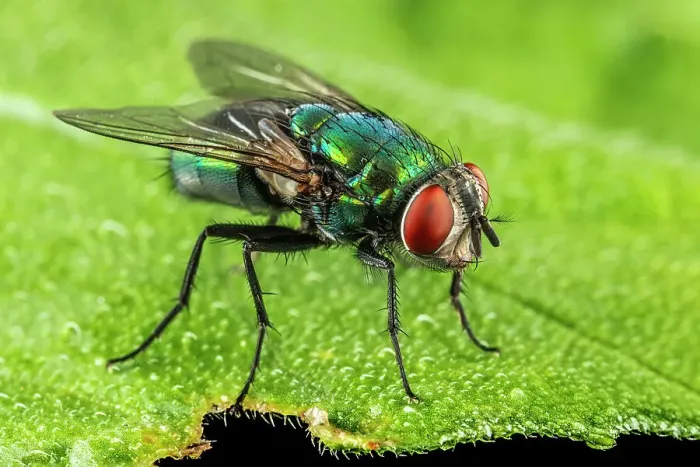 Framed Print : Green Bottle Fly, Thornton, Ontario, Canada Framed Print : Green Bottle Fly, Thornton, Ontario, Canada